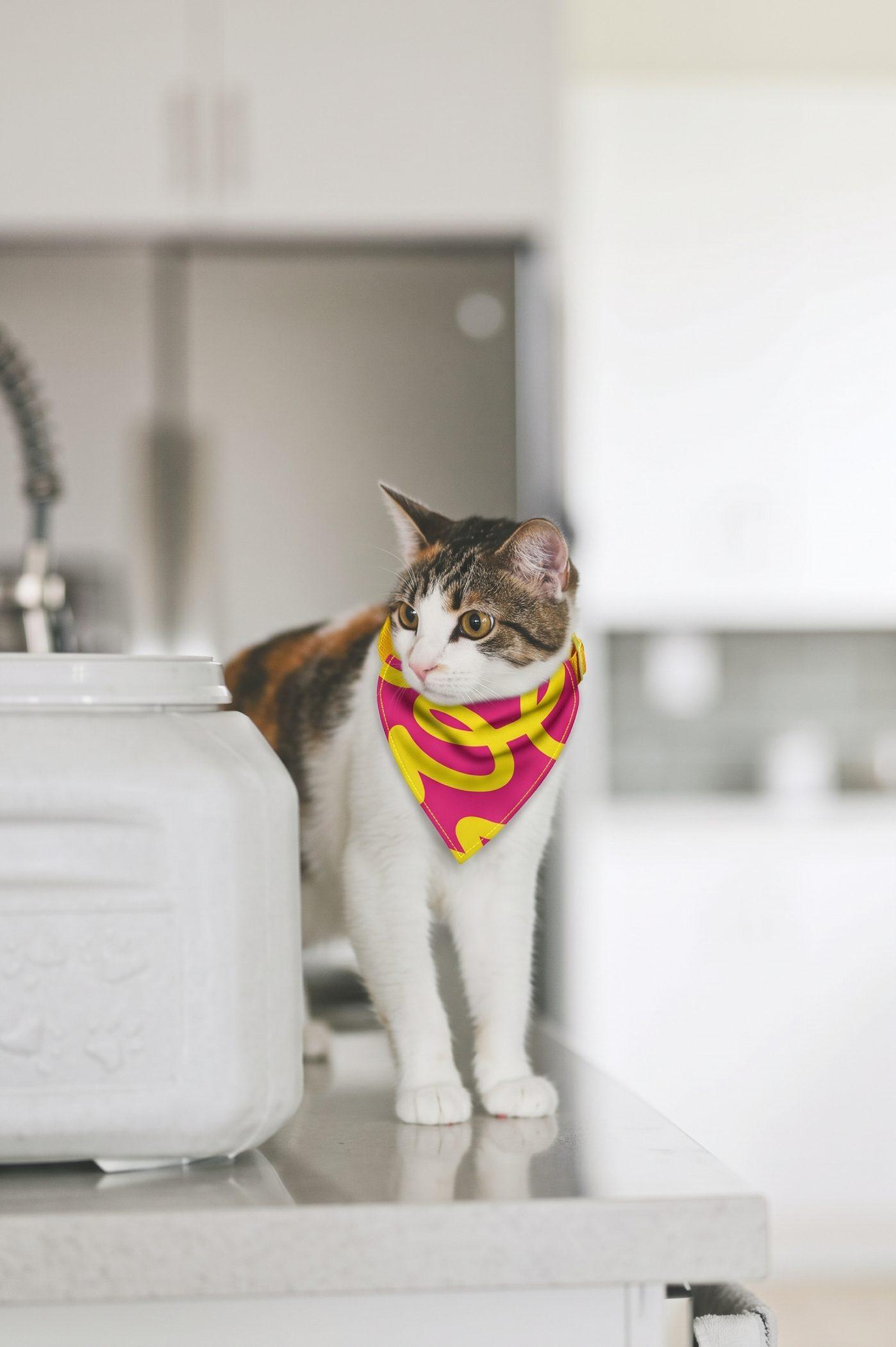 Gata calicó con bandana Cattus fucsia y amarillo